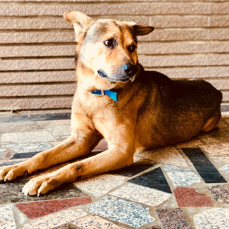 小魯，陪伴我的時光